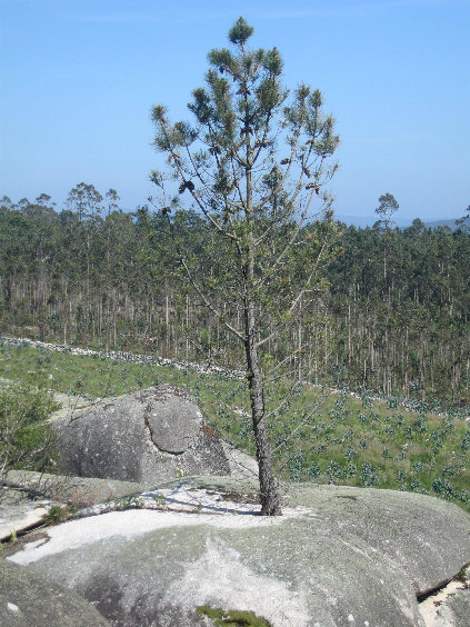 Pino dentro de una piedra